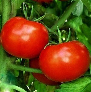 Tomāti POLFAST F1 60 gab Bejo 